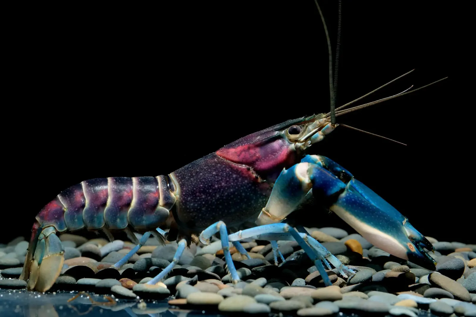 Blau Rosa Krebs, Cherax pulcher im Aquarium